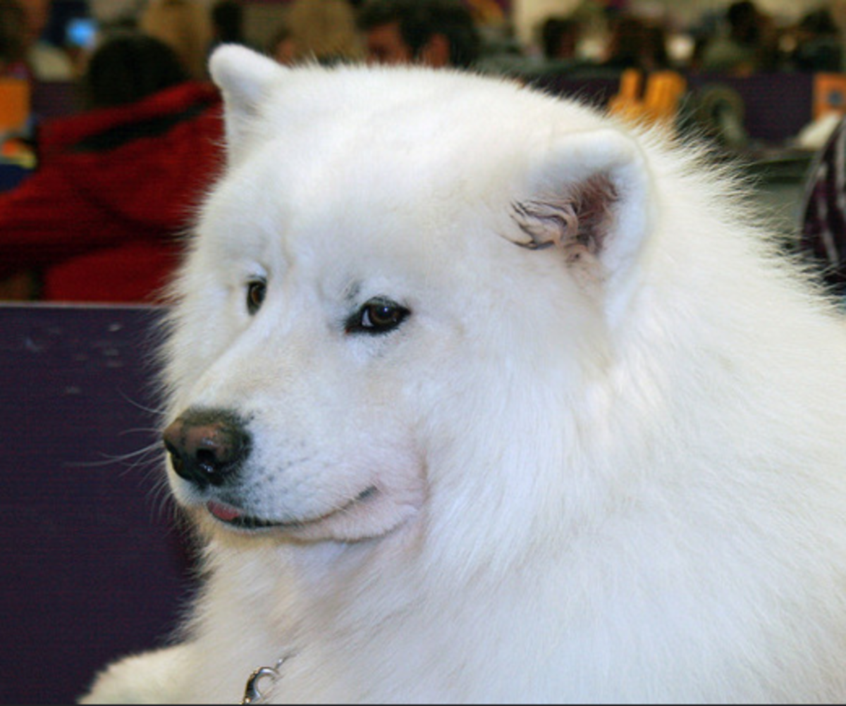 samoyed teddy