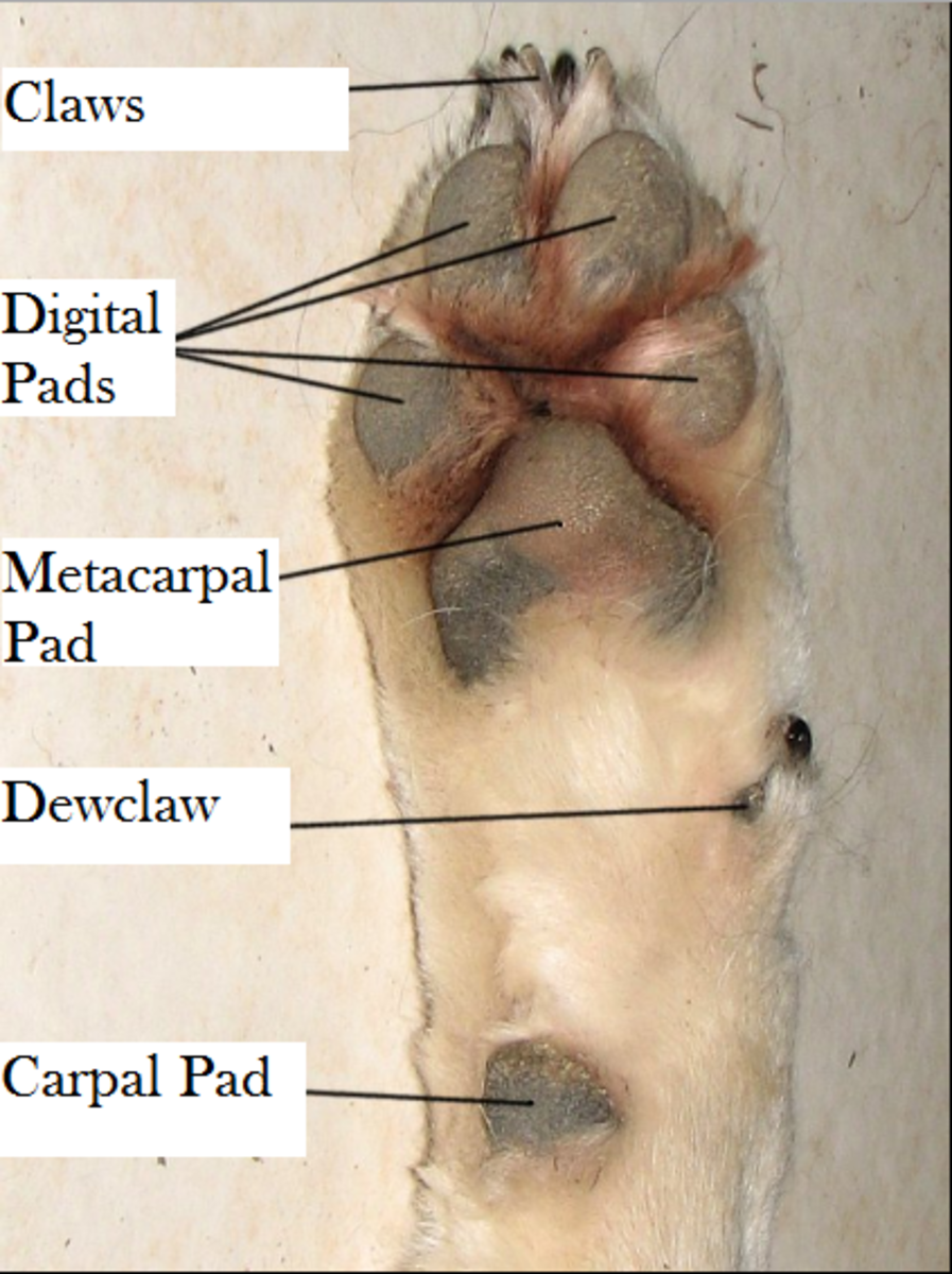 Discovering The Function of a Dog's Carpal Pads - Dog Discoveries