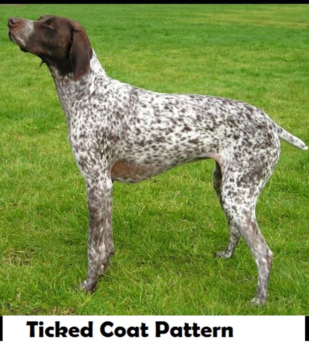 Seven Fascinating Dog Coat Color Patterns Dog Discoveries