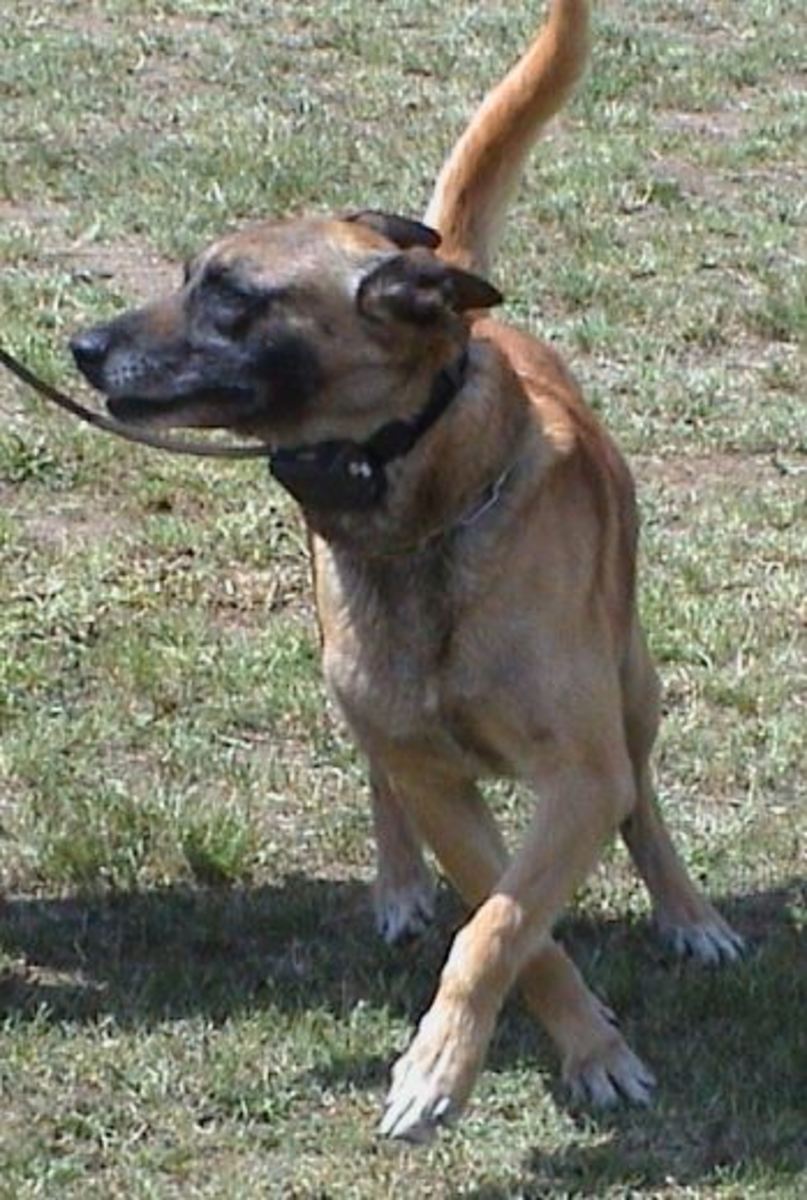 Dog wearing a shock collar