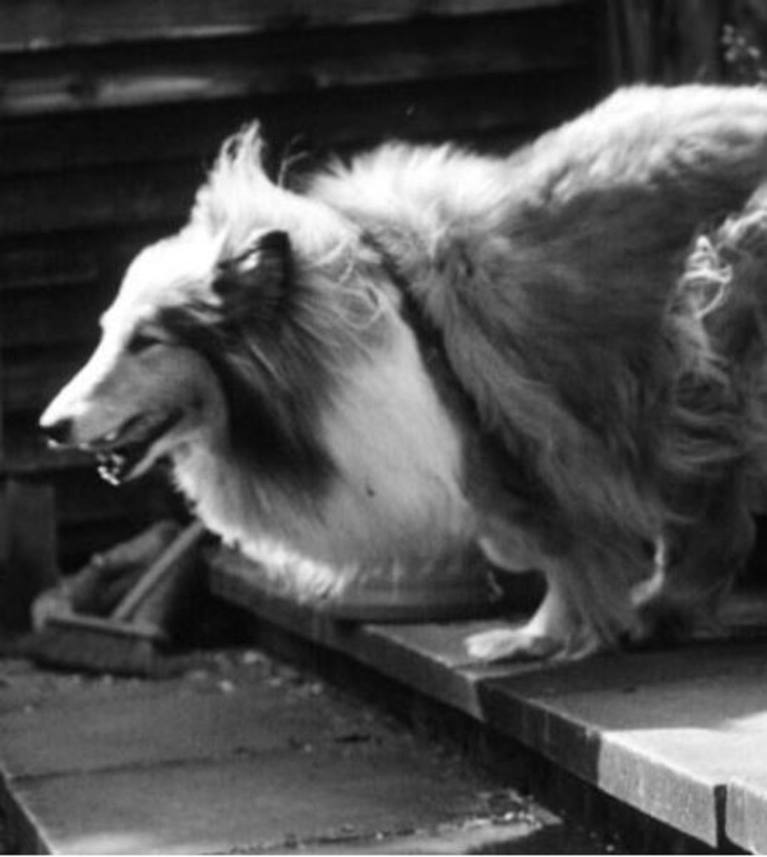 Make great things happen when your dog climbs up or down.