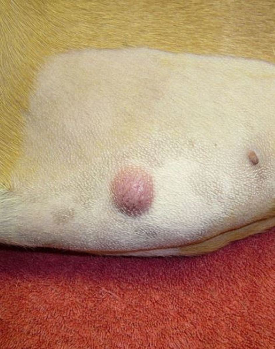 Facts about Mast Cell Tumors Dog Owners Should Know Dog Discoveries