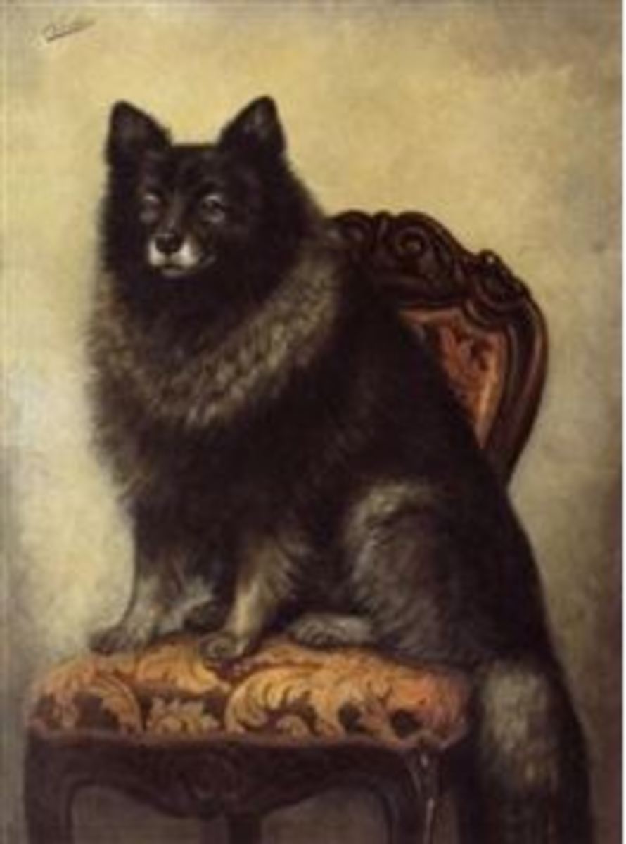 keeshond