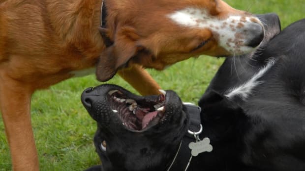 Dogs can attack out of frustration