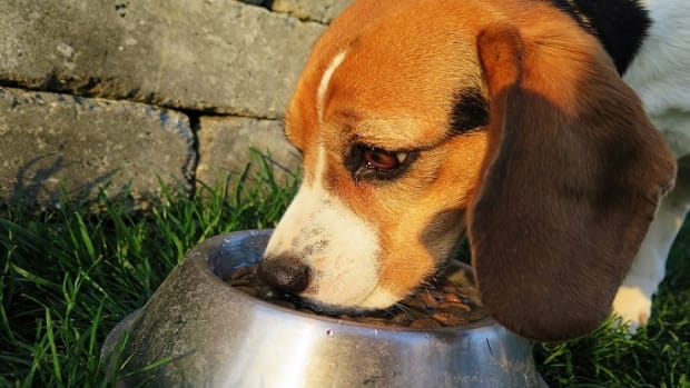 Why Do Dogs Whine For Food