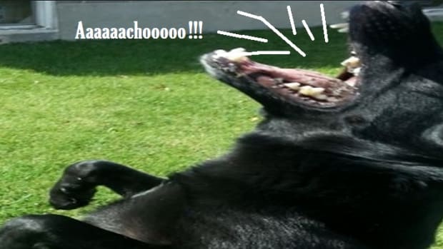 sneezing dog while playing