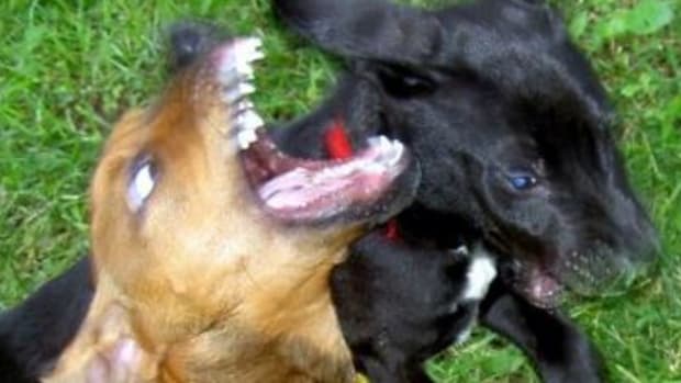 dogs sneeze while playing