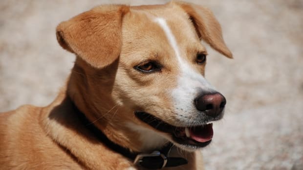 Dog Chewing Metal Chain Dog Discoveries