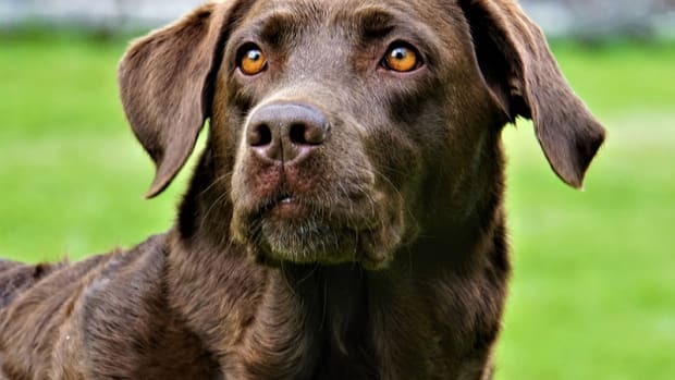 Dog swollen glands - Dog Discoveries