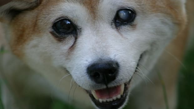 Sudden Blindness in Dogs
