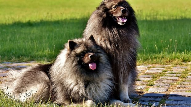 Grooming Different Dog Coat Types