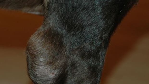 Picture of dog elbow hygroma