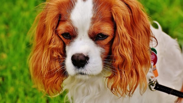 Clostridium Difficile in Dogs