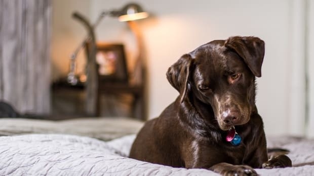 Health Problems in Chocolate Labradors
