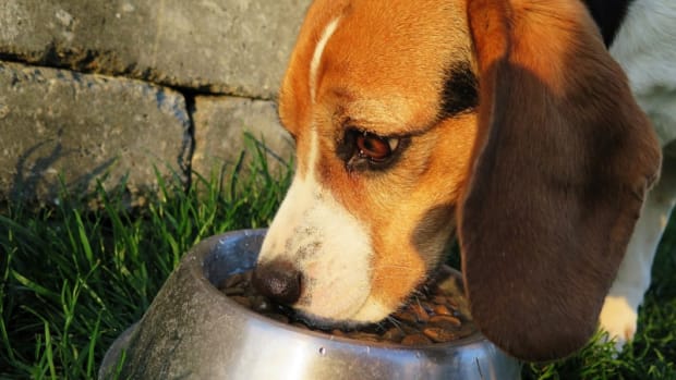 bland diet for a dog's upset stomach