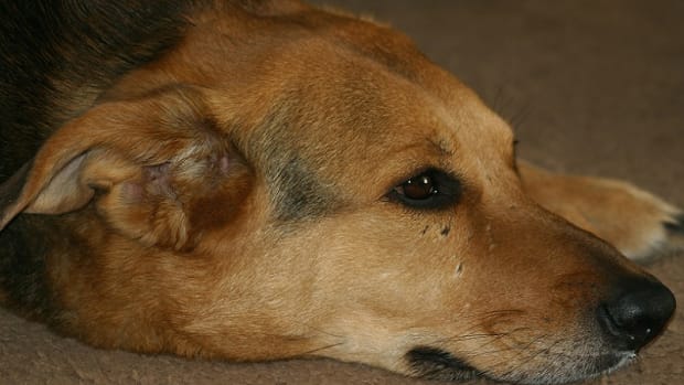 how long can a dog live with laryngeal paralysis