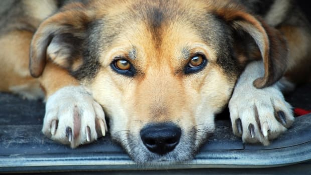 Dog Muscle Strain Dog Discoveries