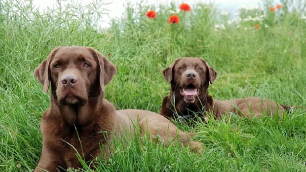 will corn cobs hurt dogs