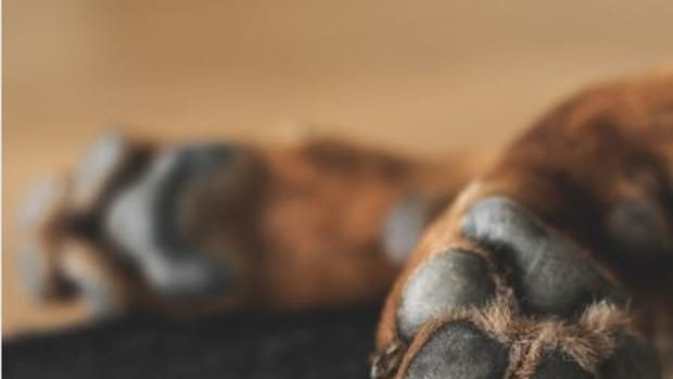 Dog bone cancer is more common in the front legs.