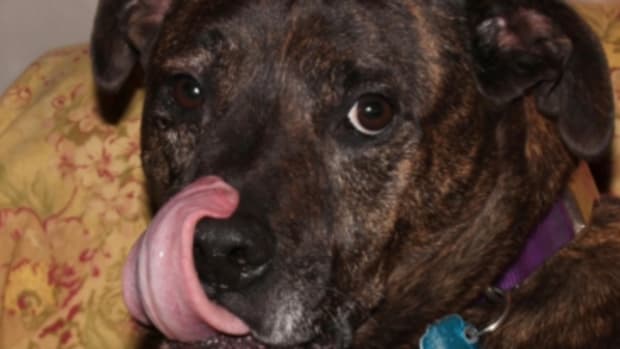 dog tongue flicks whale eye