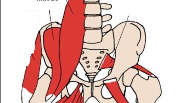 dog iliacus muscle