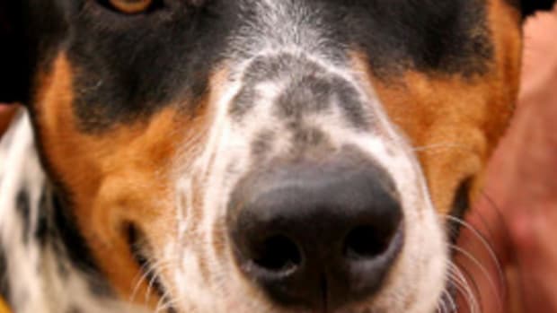 dog markings on face