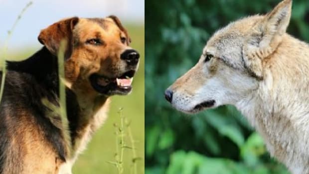 differences between dogs and wolves