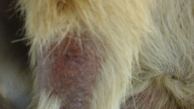 Tail typical of canine hypothyroidism