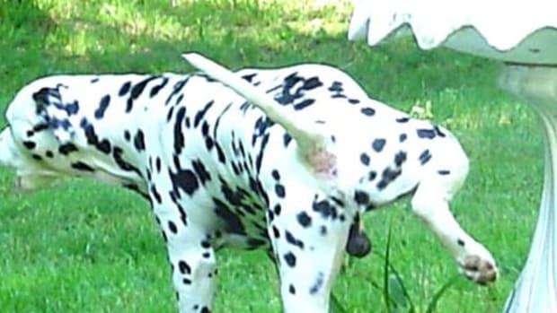 male dog marking