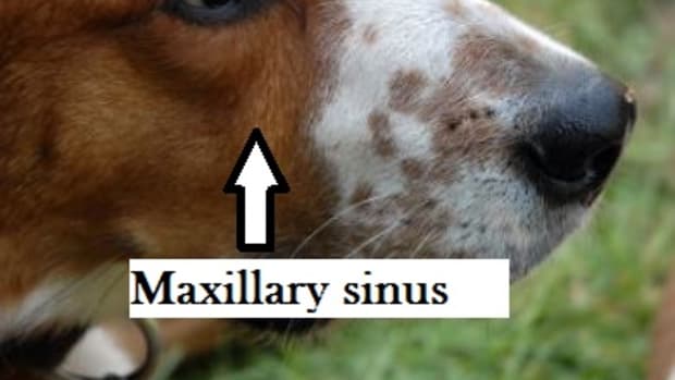 dog-sinuses