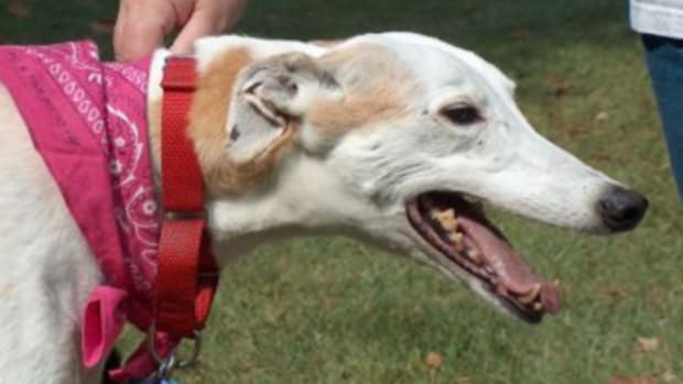 greyhound dolicocephlic