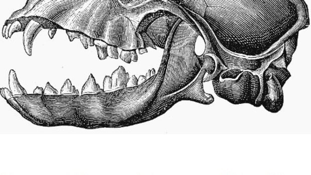 dog-skull-anatomy