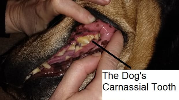 a dog's carnassial tooth