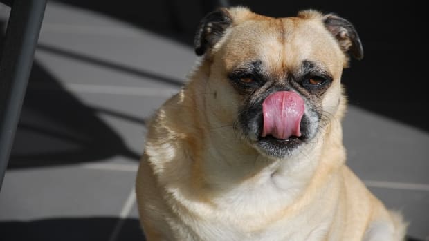 Spatulate Tongue in Dogs