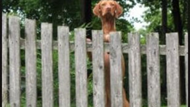 dog fence