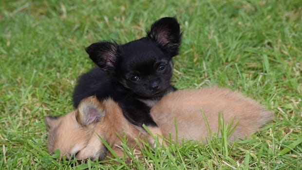 Chihuahua Dog Names