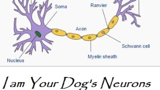 NEuron dog