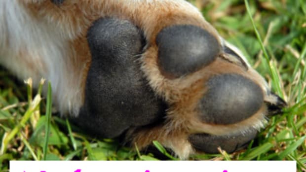 dog paws 10