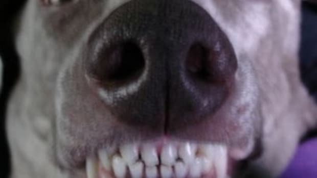 dog-dental-disease-complications