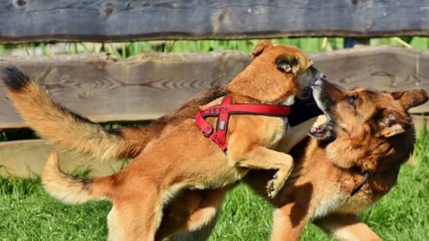 Redirected aggression in dogs is often seem along fence lines.