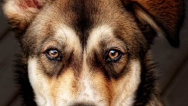 brown eyes in dogs