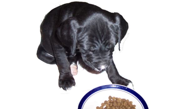 How and When Should You Stop Bottle Feeding Puppies?