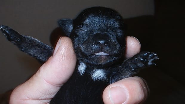 Aspiration Pneumonia in Newborn Puppy