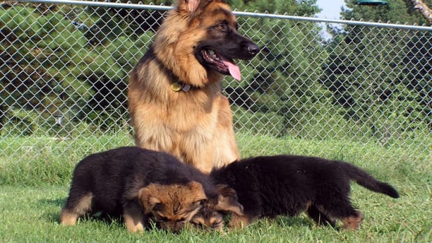 Understanding the Lactation Period in Dogs