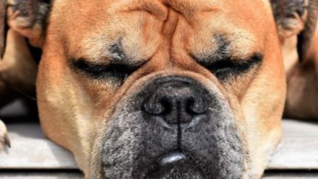Styes on a Dog's Eyelids Remedies