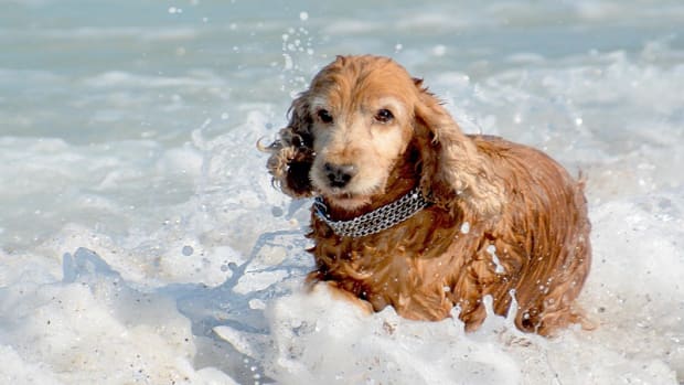 Swimmer's Ear in Dogs