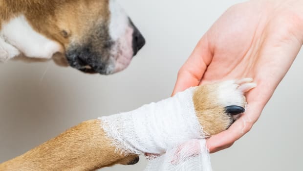 Dog bandage