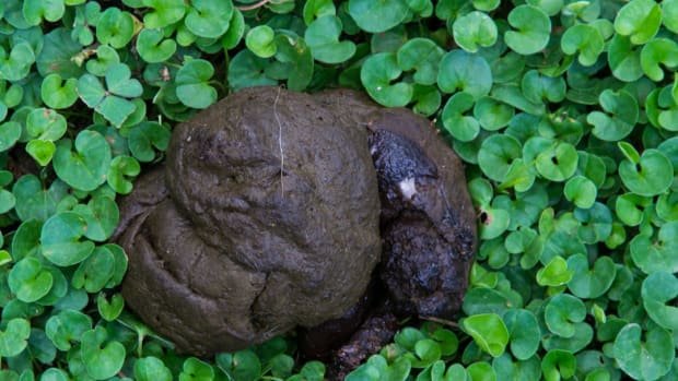 Dog Cow Patty Stool Dog Discoveries