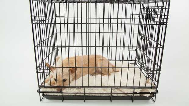 dog-843801_1280
