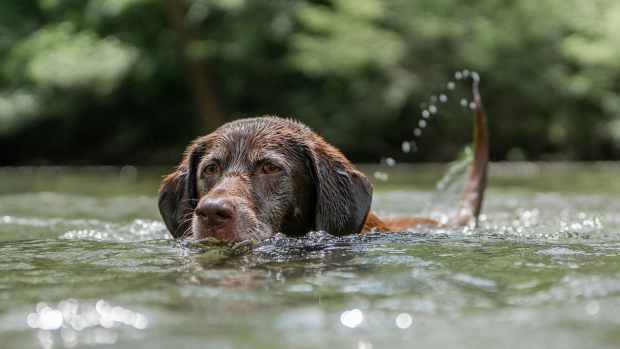 A Labrador swimming in water